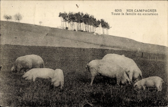 Postcard Pigs on a pasture