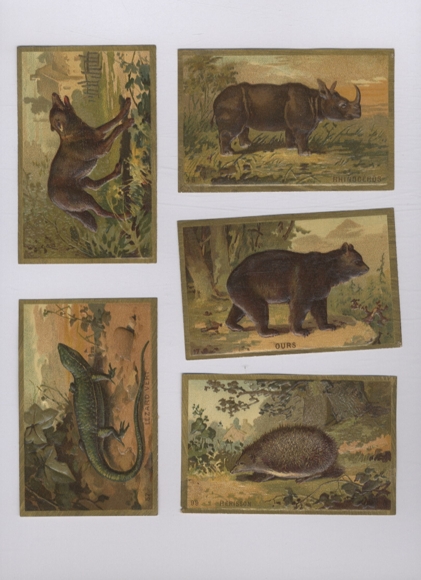 5 wafers / glossy pictures lizard, wolf, rhinoceros, bear, hedgehog, each approx. 7 x 11 cm