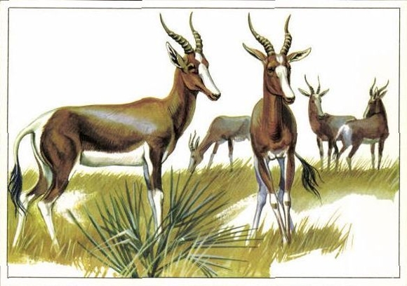 12 PCs in the envelope, African steppe animals, trading card series Bild und Heimat