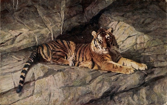 Postcard Hamburg Eimsbüttel Stellingen, Carl Hagenbeck's Zoo, Tiger Gorge, Tiger on Rocks