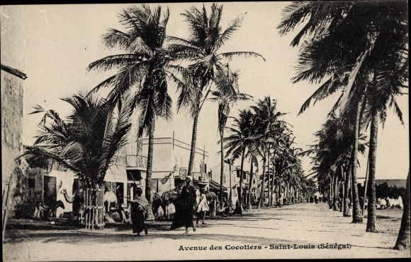 KP Saint Louis Senegal, Avenue des Cocotiers