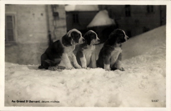 Postcard Three St. Bernard puppies in the snow