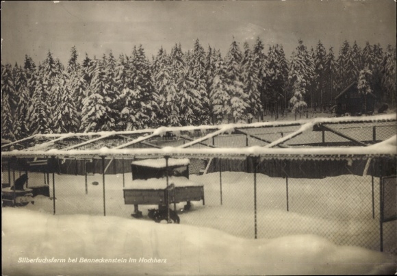 Postcard Benneckenstein Oberharz, I. Harz Silver Fox and Fur Animal Farm, winter view