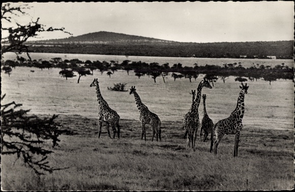 Postcard African Fauna, Giraffes