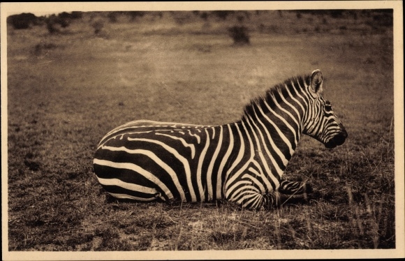 Postcard Zebra, animal portrait
