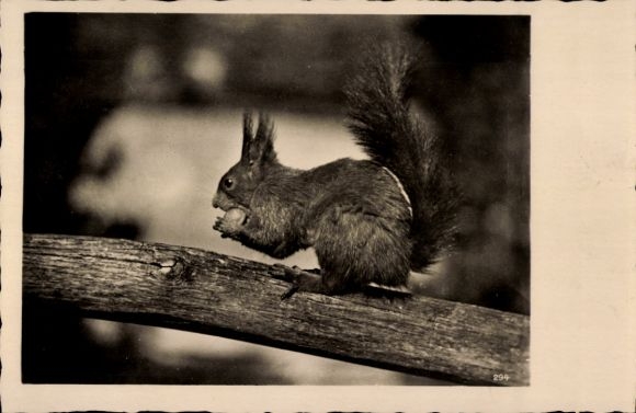 Postcard Squirrel on a Branch, Nut