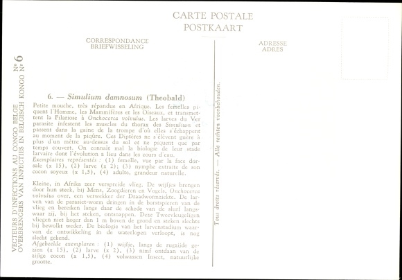 Artist Postcard Devuyst, Simulium damnosum, mosquito