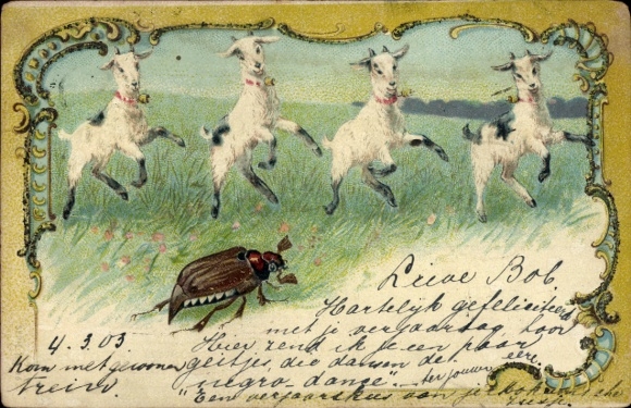 Chromo-Litho cockchafer, kid, goats
