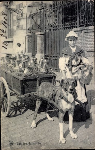 Ak Laitiere Flamande, Milchmädchen, Hundekarren