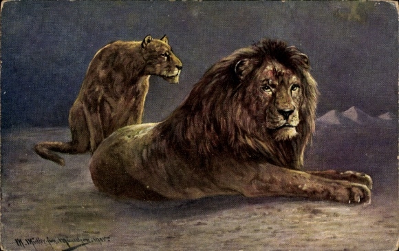 Artist Postcard Müller, M. jun., Lioness and Lion