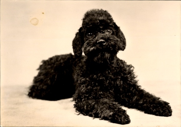 Ak Pudel, Portrait