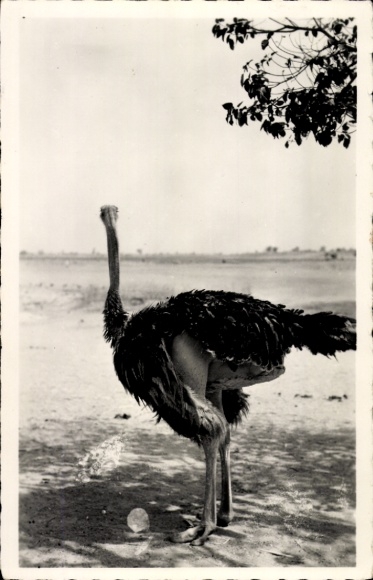 Postcard Cameroon, Ostrich