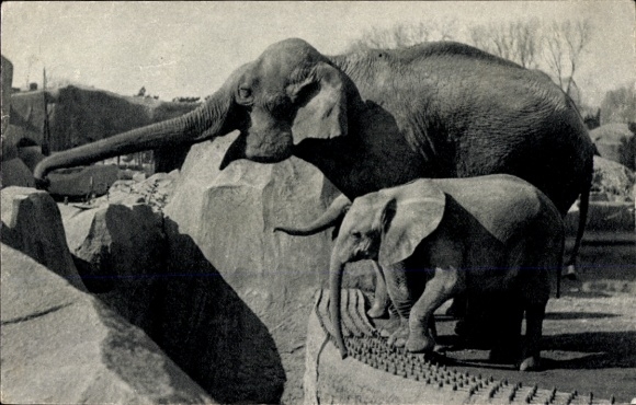 Ansichtkaart Parijs XII, Parc Zoologique Du Bois de Vincennes, Afrikaanse olifanten