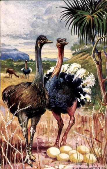 Artist Postcard Baumgarten, E. von, ostriches in South West Africa, ostrich eggs, German colonial areas