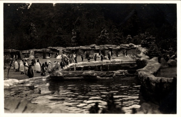 Postcard Hamburg Eimsbüttel Stellingen, Carl Hagenbeck's Tierpark, South Polar Panorama, Penguins