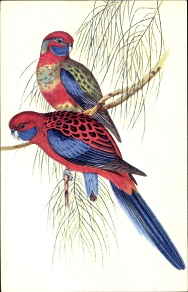 Postcard Perruches Platycerques, flat-tailed parakeets