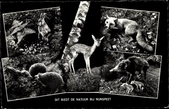 Postcard Nunspeet Gelderland, nature, fox, hare, wild boar
