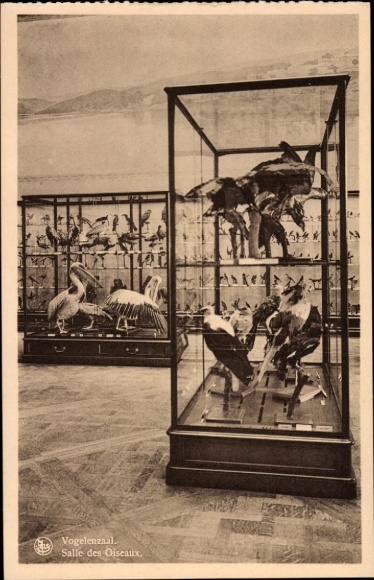 Postcard Tervuren Tervueren Flemish Brabant Flanders, display case with birds, exhibition, Museum van Belg