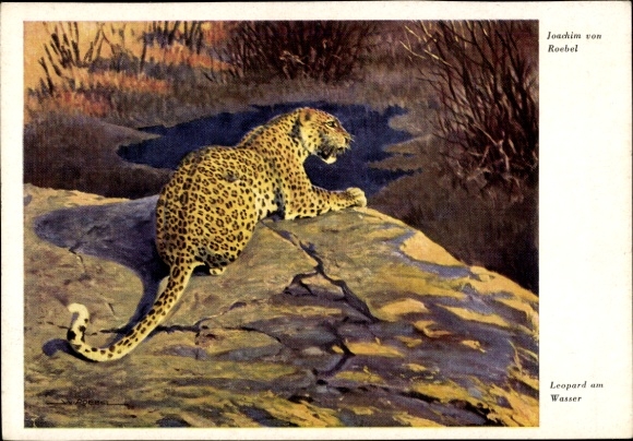 Artist Postcard by Roebel, Joachim, Leopard at the water