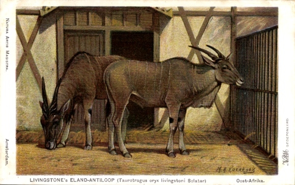 Artist Postcard Koekkoek, MA, Taurotragus oryx livingstoni Sclater, antelope