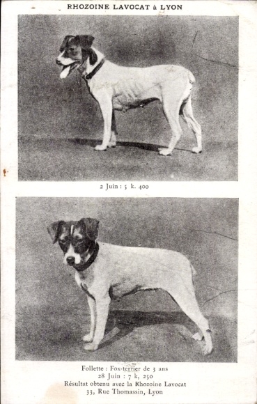 CPA Rhozoine Lavocat a Lyon, Fox Terrier