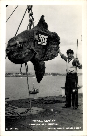 Ac Santa Cruz California USA, Mola Mola Century Old Sunfish