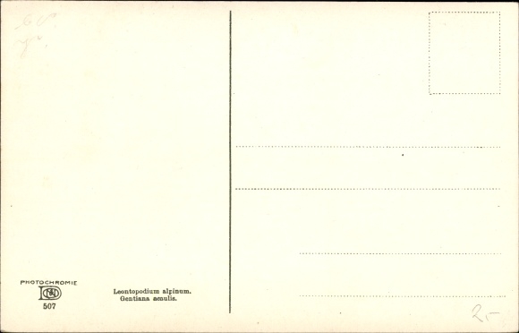 Postcard Nenke and Ostermaier series 507, edelweiss, gentian, Leontopodium alpinum, Gentiana acaulis
