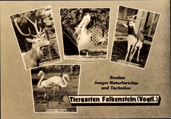 Postcard Falkenstein in Vogtland Saxony, zoo, cross-headed pelican, red deer, flamingo, antelope