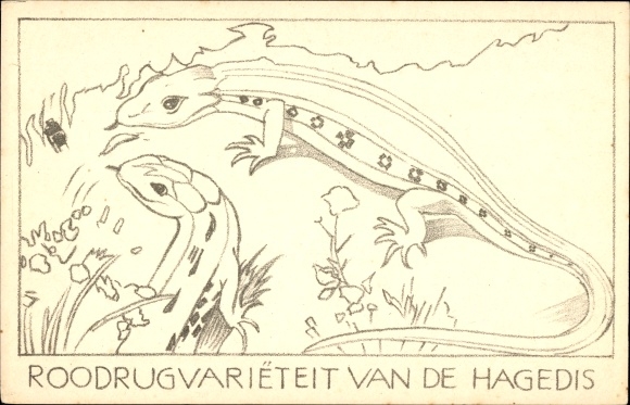Postcard Lizards, Reptiles