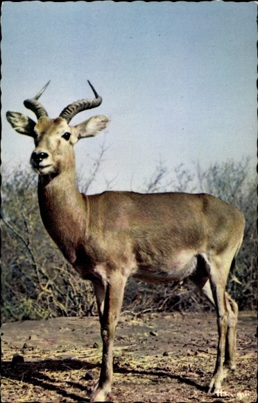 AK African Wildlife, Antelope