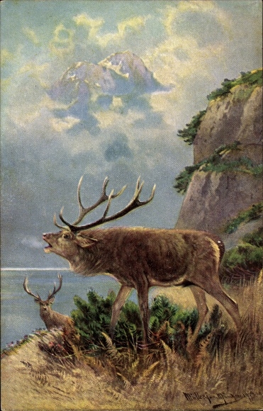 Artist Postcard Müller, M. Roaring Deer