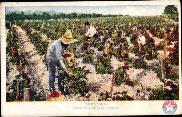 Ak Texas USA, Tomaten, Vrachtwagenlandbouw, Tomatenveld, Tomatenoogst