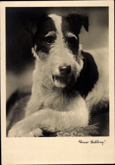 Postcard Our Darling, Dog Portrait, Terrier