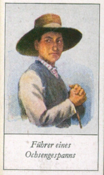 Collection picture The peoples of Europe, a contribution to racial science, 31 leaders of a team of oxen