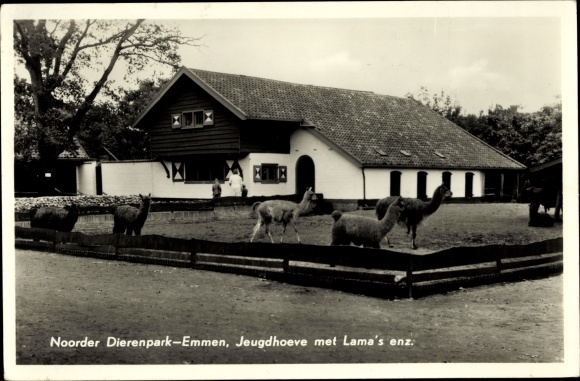 Postcard Emmen Drenthe Netherlands, Noorder Dierenpark, youth farm with llamas etc