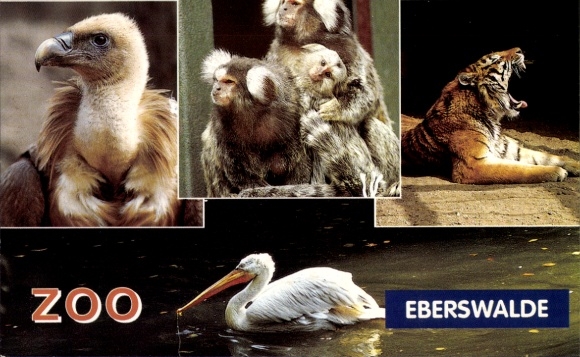 Postcard Eberswalde in der Mark, Zoo, Tiger, Monkeys