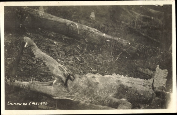 Photo Postcard Caiman de 5 Metres, Kaiman, Krokodil
