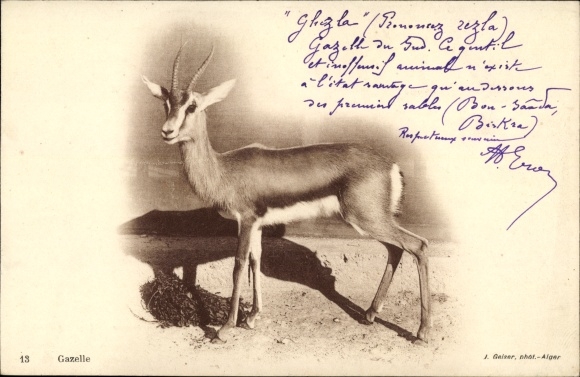 Postcard gazelle, antelope