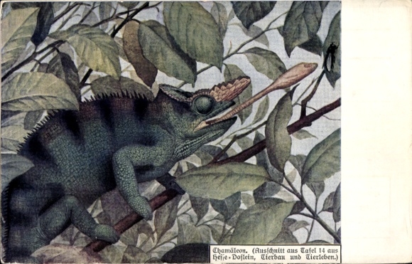 Artist Postcard Chameleon, Plate 14 Hesse-Doflein Animal Structure and Animal Life