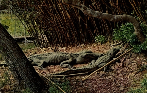 AK Louisiana USA, alligators