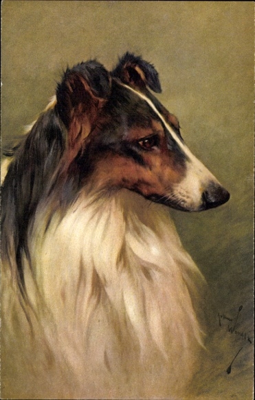 Künstler Ak Hundeportrait, Collie