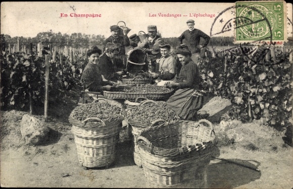 CPA En Champagne, Les Vendanges, l'épluchage