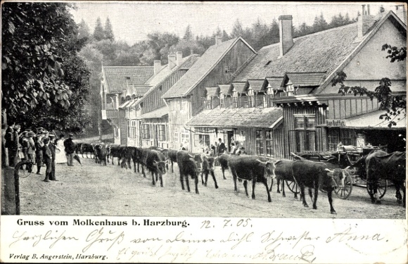 Ak Bad Harzburg am Harz, Molkenhaus, Kühe, Straße,  , 1905