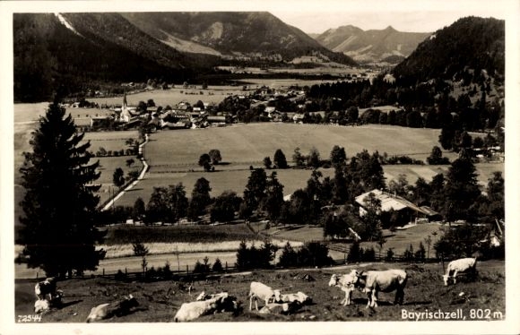 Postcard Bayrischzell in the Mangfall Mountains Upper Bavaria, panorama, cows