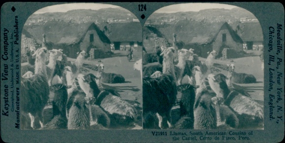 Stereo photo Peru, Cerro de Pasco, llamas