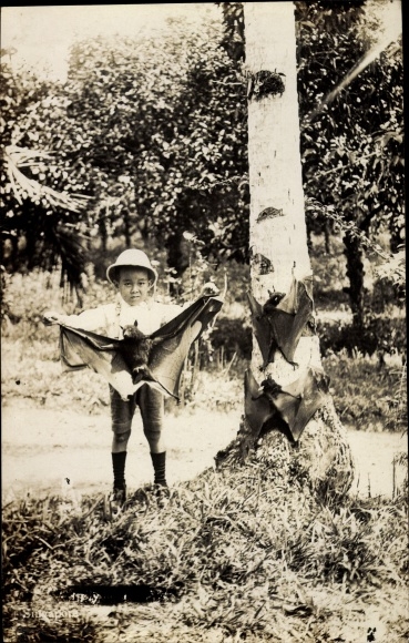Photo Postcard Singapore Singapore, child with flying foxes