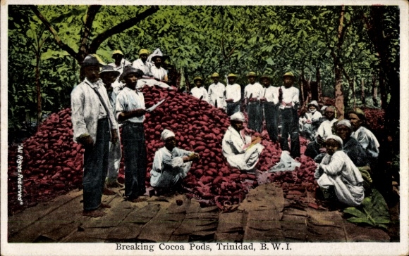 Ak Trinidad British West Indies, Breaking Cocoa Pods