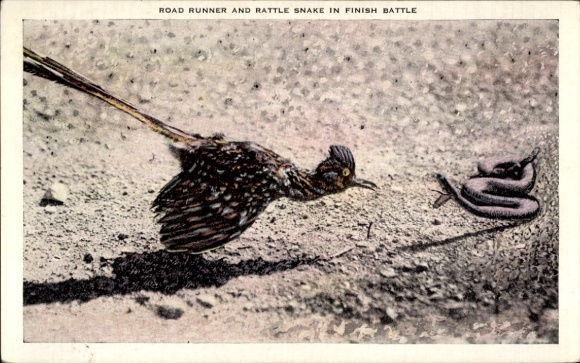 PC Road Runner and Rattle Snake in finish Battle