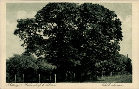 Ak Rehnsdorf Elstra Sachsen, Rittergut, Edelkastanienbaum