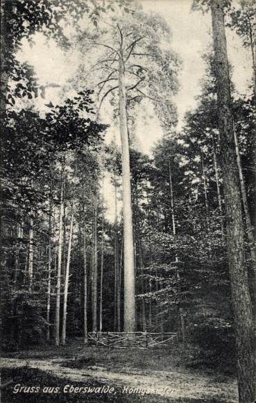 Ak Eberswalde in der Mark, Königskiefer